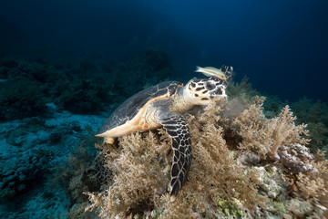 Hawksbill turtle in the Red Sea.