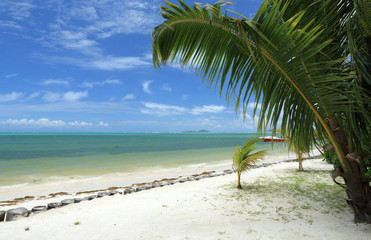 Obraz na płótnie Canvas plage de sable blanc sous les cocotiers aux Seychelles