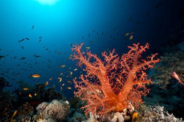Plakat Fish, coral and sun in the Red Sea.