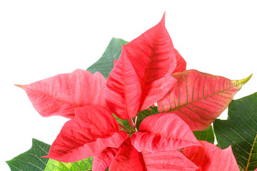 Beautiful red poinsettia plant isolated on white