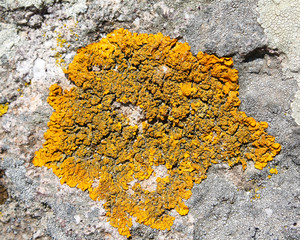 Lichen