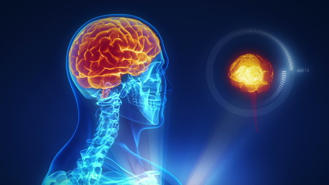 Human brain mri scan interface