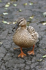 Stockente - Anas platyrhynchos