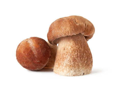 white mushroom on white background
