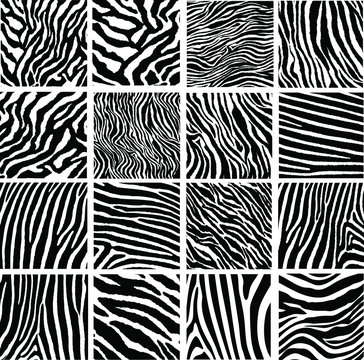 Collection of 16 vector skin zebra texture