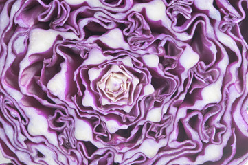 Obraz premium purple cabbage