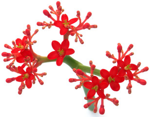 rose de corail, Jatropha podagrica