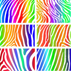 Collection of 6 vector skin zebra texture