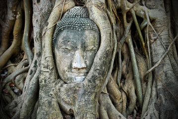 Head of Buddha in tree