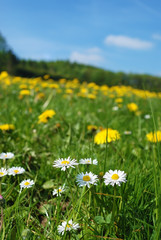 Floral meadow