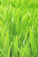 Fototapeta na wymiar Young green grass