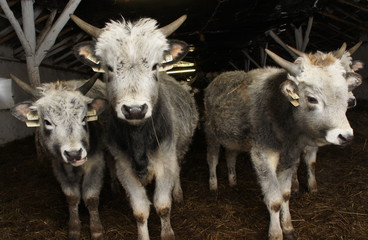 Fototapeta premium cow