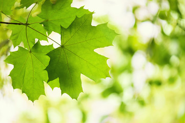 Fototapeta na wymiar Green leaves of a maple