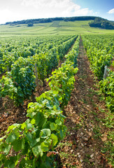 Fototapeta na wymiar vineyard, Burgundy, France