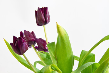 tulipani