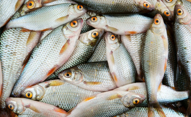 Fototapeta premium Fresh fish background