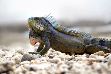 Iguana