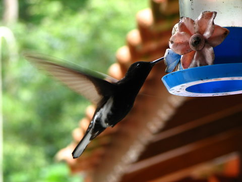 Beija Flor Images Browse 350 Stock Photos Vectors And Video Adobe Stock