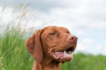 Vizsla Dog (Hungarian Pointer) Portrait