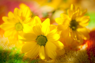 Yellow Daisy closeup in  sunny light