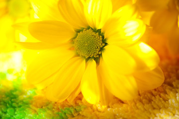 Yellow Daisy closeup in  sunny light