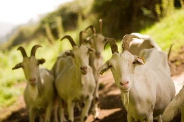 cabras