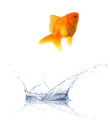 Golden fish jumping out of water