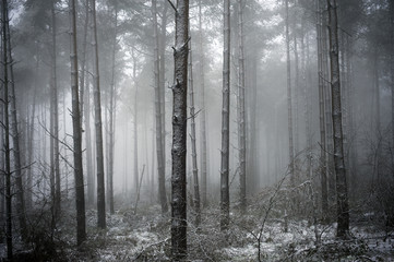 trees in the mist