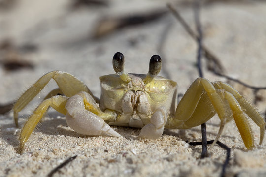 Tropical Crab on Beach