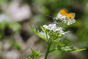 Papillon l'Aurore butinant une fleur d'Alliaire officinale