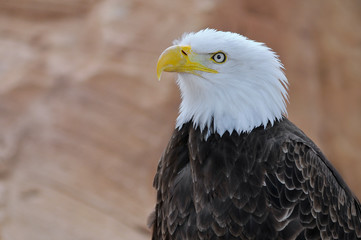 Portrait d'un aigle pygargue à tête blanche