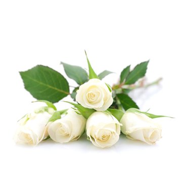 Wei&szlig;e Rosen