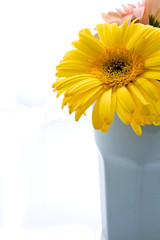 Fototapeta premium Yellow gerbera in half vase