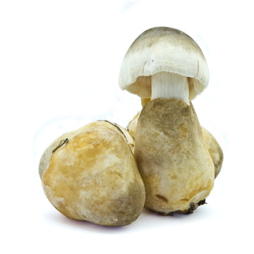 Premium Photo  Straw mushroom isolated on white background