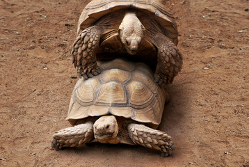 Galapagos tortoises