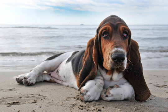 basset hound a la plage