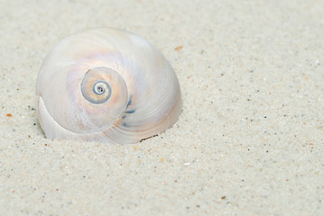 Moon Snail Portrait