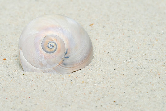 Moon Snail Portrait