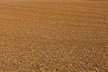 field in beautiful light