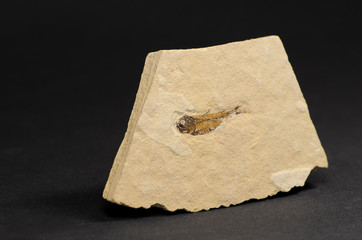 Obraz premium Versteinerung mit kleinem Fisch