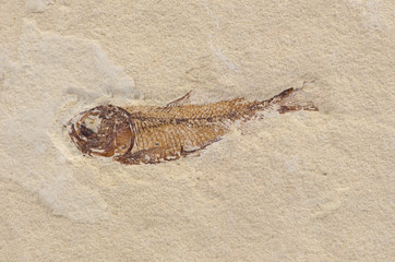 Knigthia, Fossil