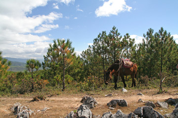 Fototapeta na wymiar Pferd im Gebirge
