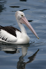 Brillenpelikan (Pelecanus conspicillatus)