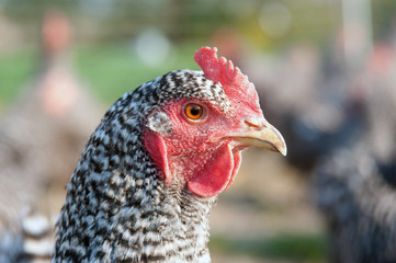 Barred Rock chicken