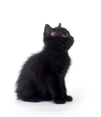 Black kitten on white background