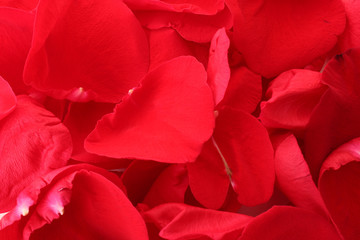 rose petals as a frame  on white