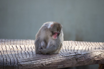 Macaco del Giappone