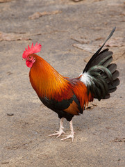 Kaua'i Rooster