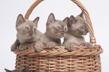 Fototapeta na wymiar Burmese cats in big basket