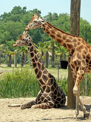 Giraffes